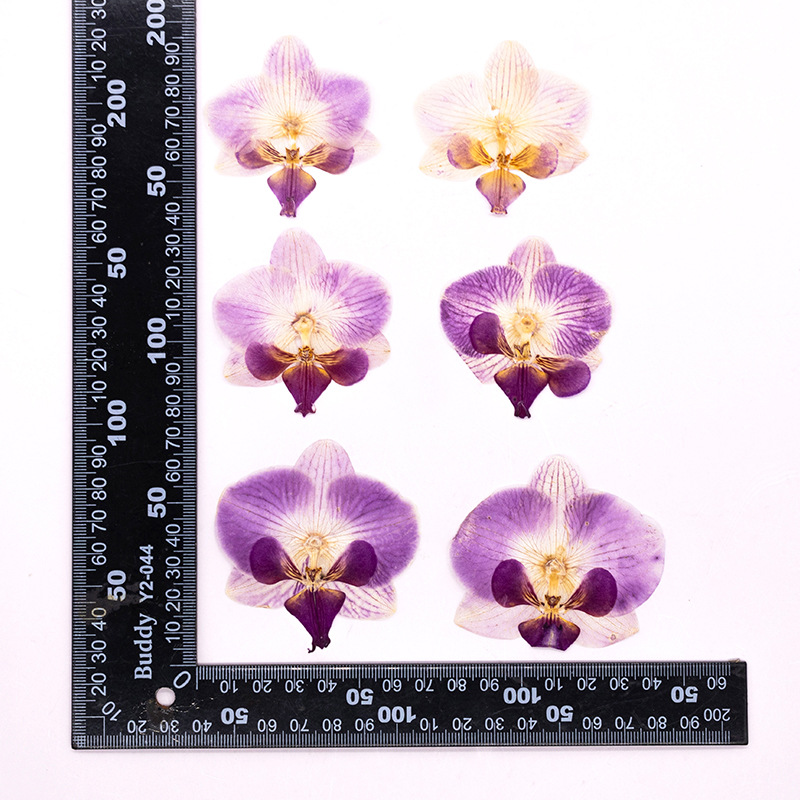 Dried Flower Bulk - 4 têtes de fleurs d'orchidées Phalaenopsis
