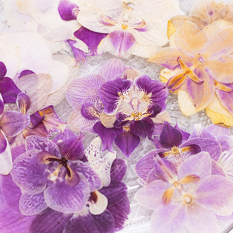 4 têtes de fleurs d'orchidées  - Dried Flower Bulk avis et prix