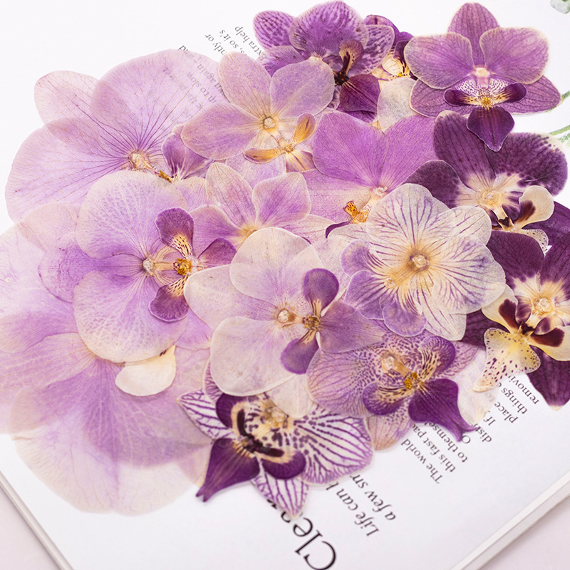 4 têtes de fleurs d'orchidées  - Dried Flower Bulk avis et prix